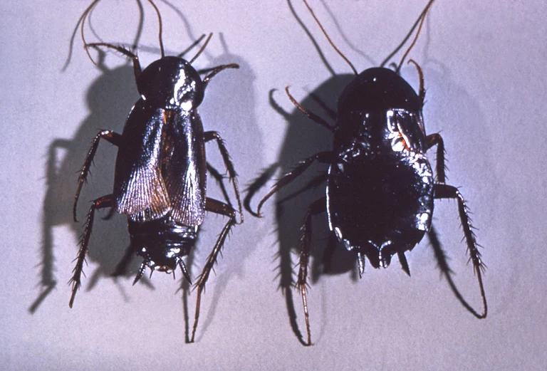 Oriental cockroach pair identification photo for a roach exterminator call in Decatur, AL
