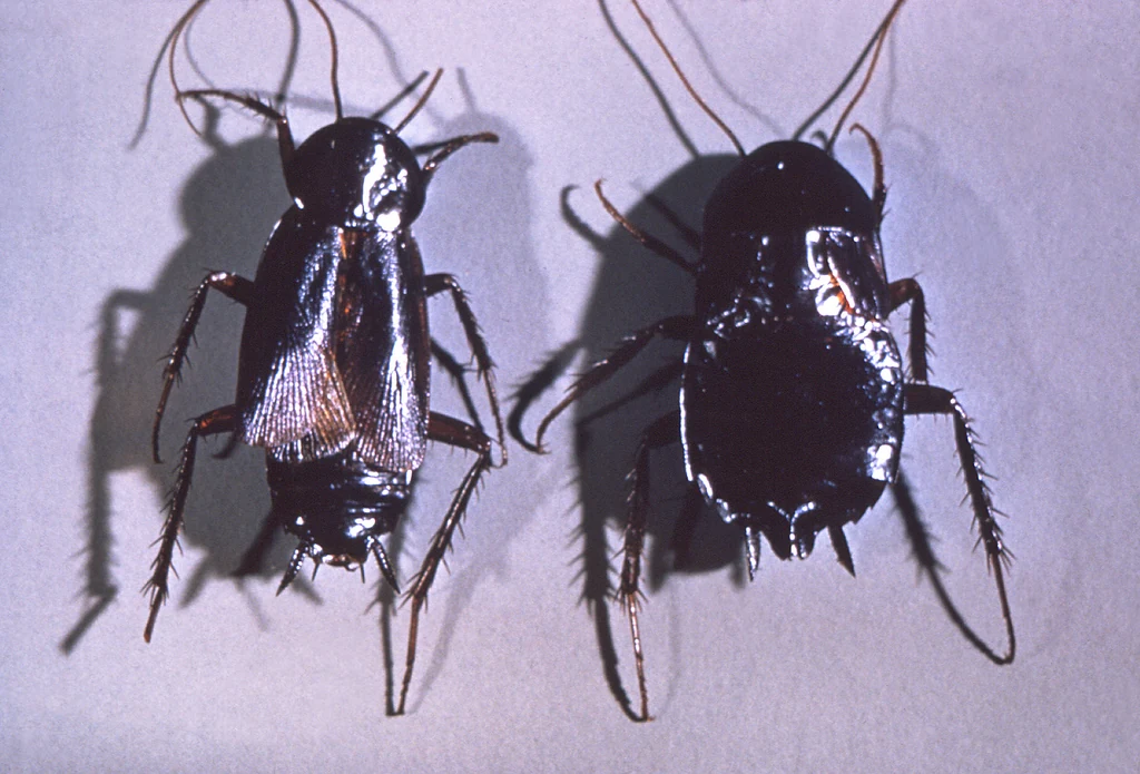 Oriental cockroach specimens shown side by side — one of the Gulf Coast species the licensed local roach pro you're matched with identifies by size and sheen in Mobile AL