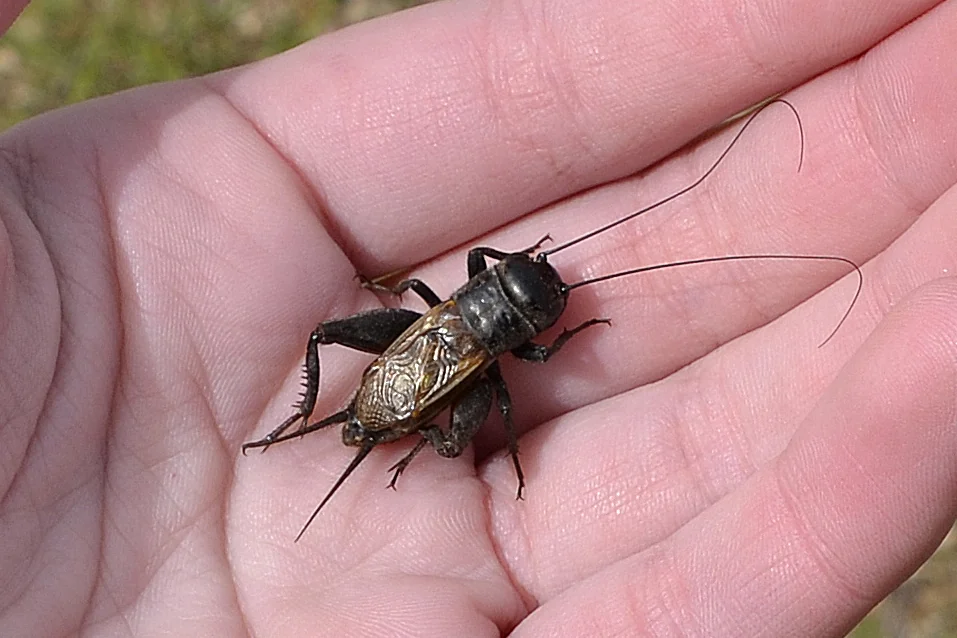 House cricket held in a hand for scale — the species Mobile and Baldwin County AL homeowners find indoors when July pressure peaks
