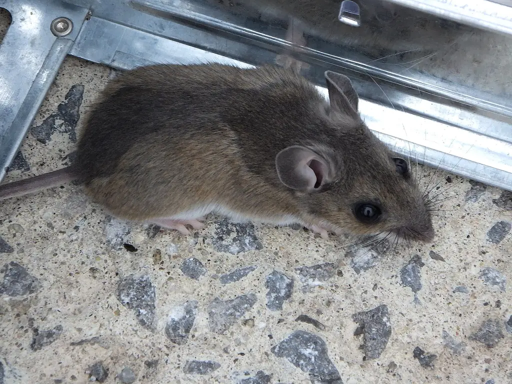 House mouse pressed against a hard edge — the entry-point behavior the licensed local rodent pro you're matched with seals out of Mobile AL homes