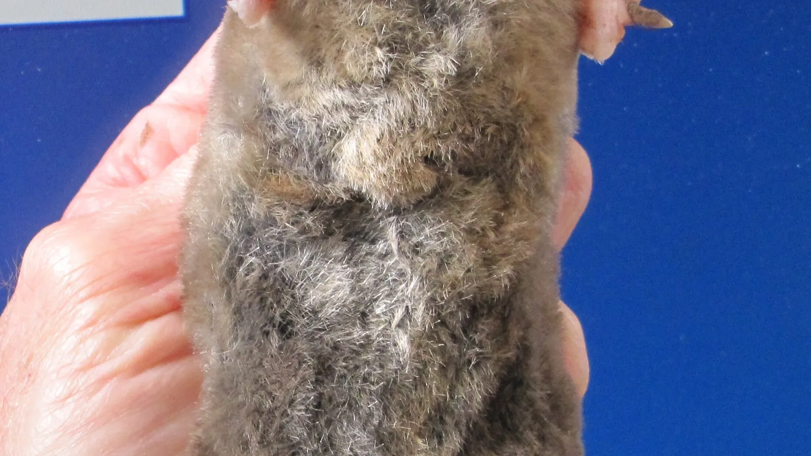 Eastern mole, the burrowing species behind raised tunnel ridges in Mobile, Alabama lawns