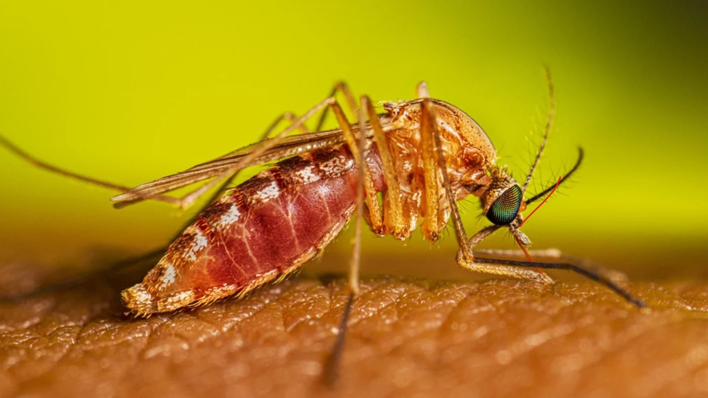 Female Culex mosquito feeding, the evening-active species behind most bite complaints in Daphne, AL