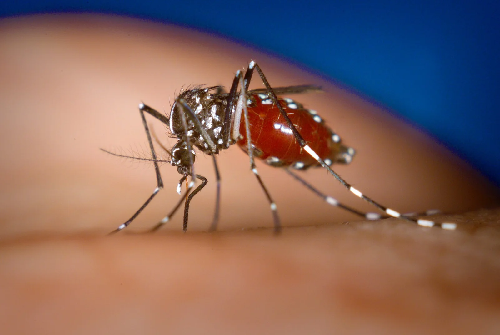 Asian tiger mosquito (Aedes albopictus) feeding, the daytime biter behind most yard complaints in Decatur, AL
