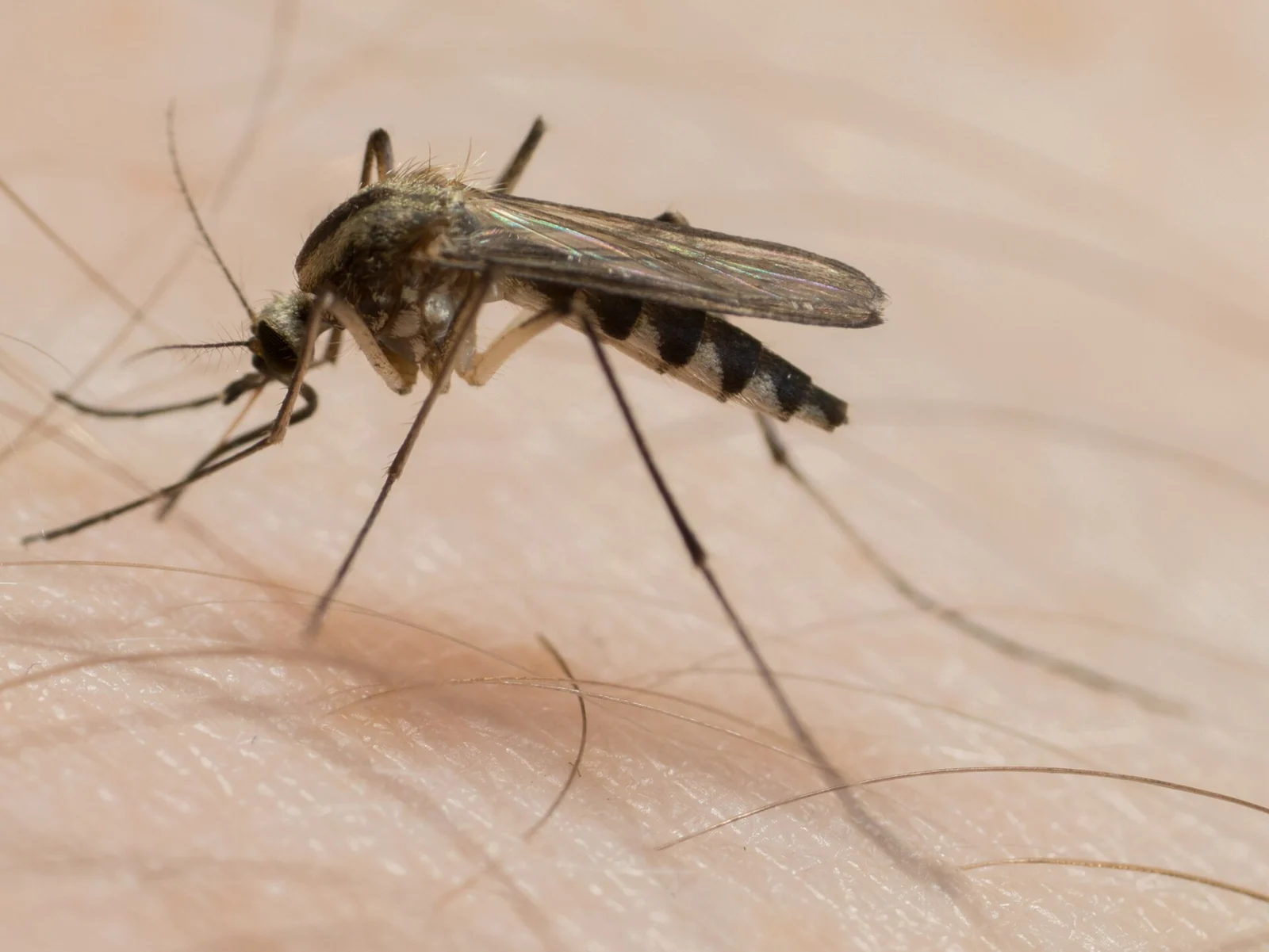 Floodwater mosquito (Aedes trivittatus) at rest, the species that erupts in Decatur, AL after Tennessee River bottomland flooding