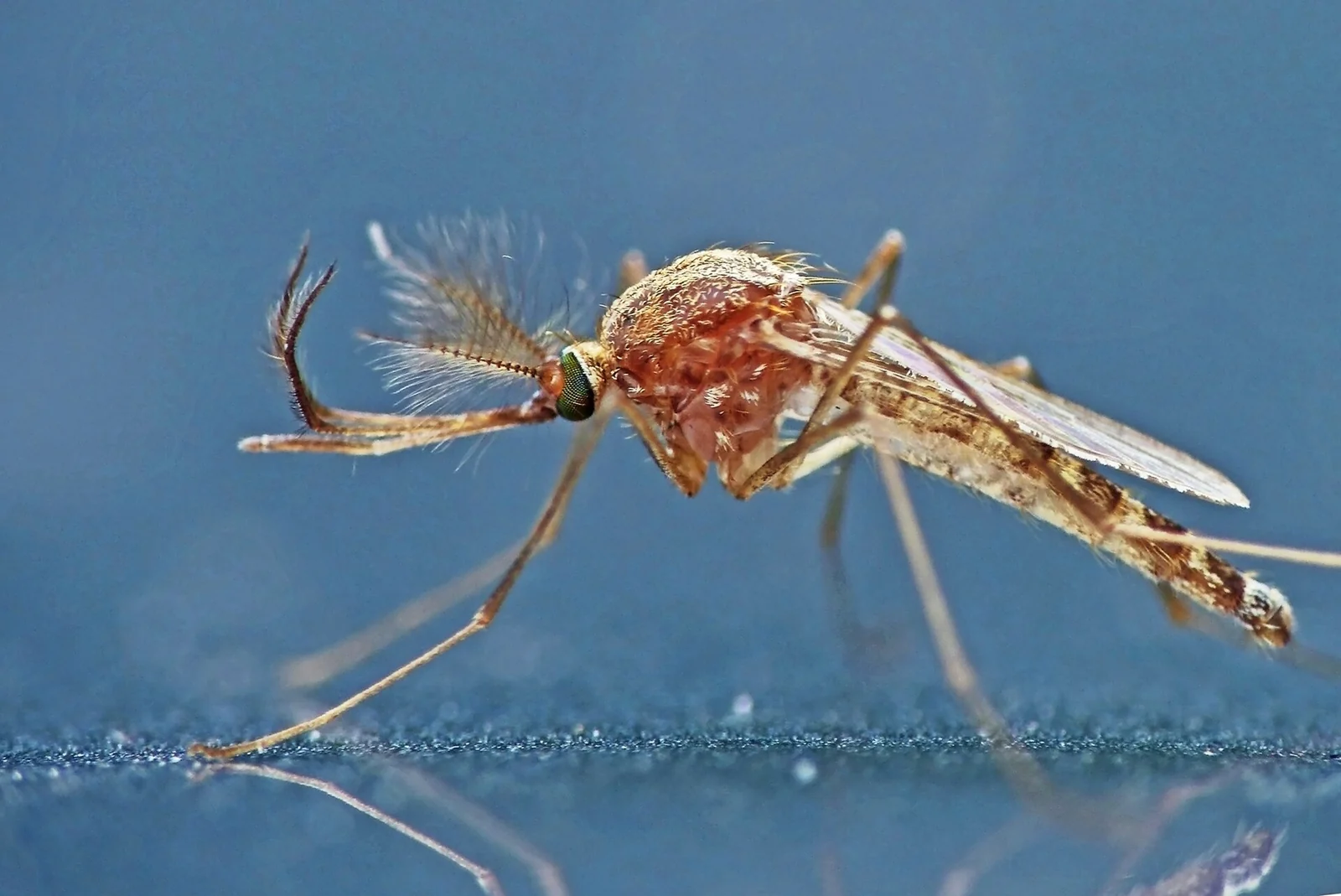 Male Culex pipiens mosquito, a non-biting adult whose presence signals an active breeding site near a Dothan, AL property