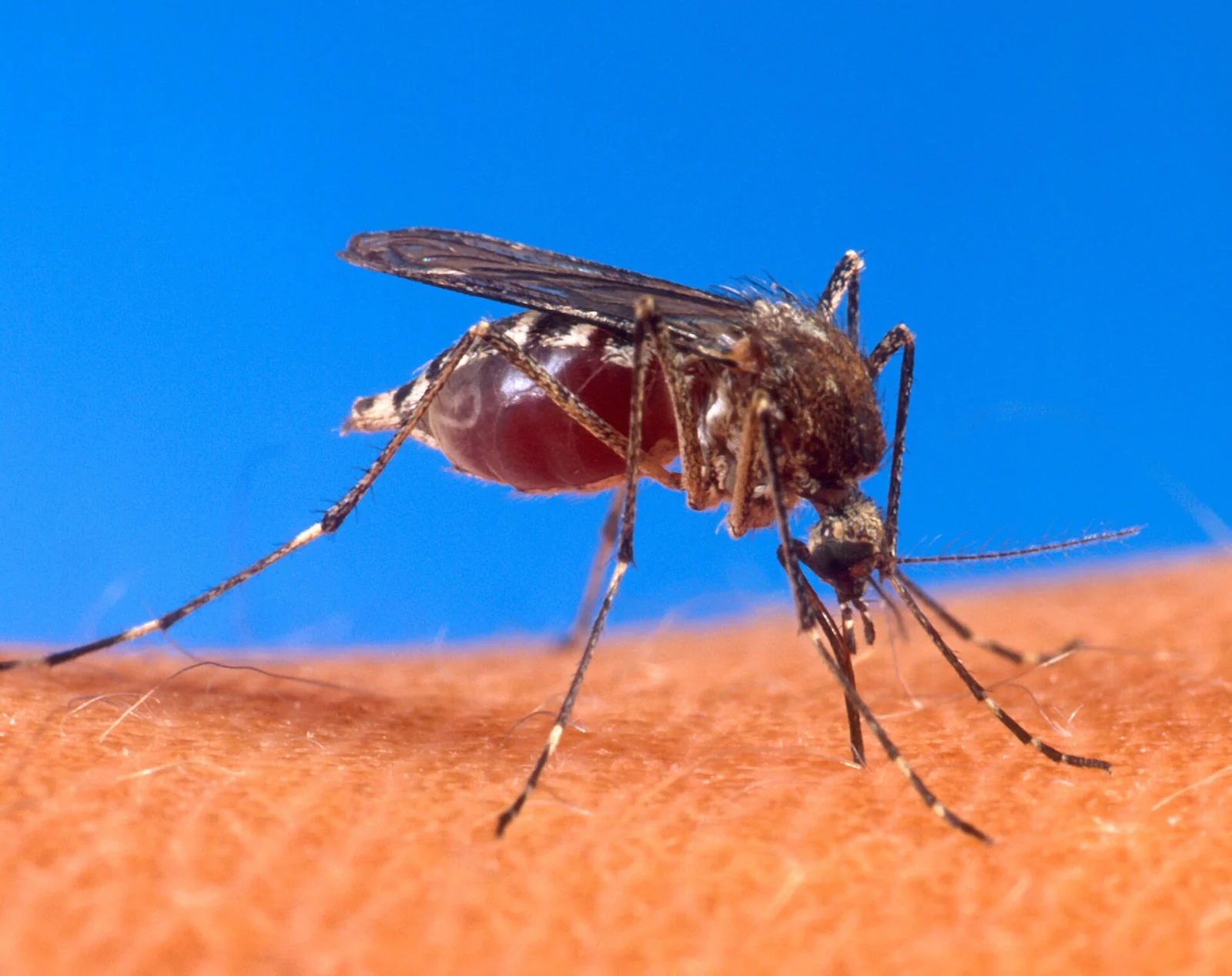 Aedes aegypti mosquito feeding on skin, the yellow fever mosquito behind daytime bites in Foley, AL neighborhoods