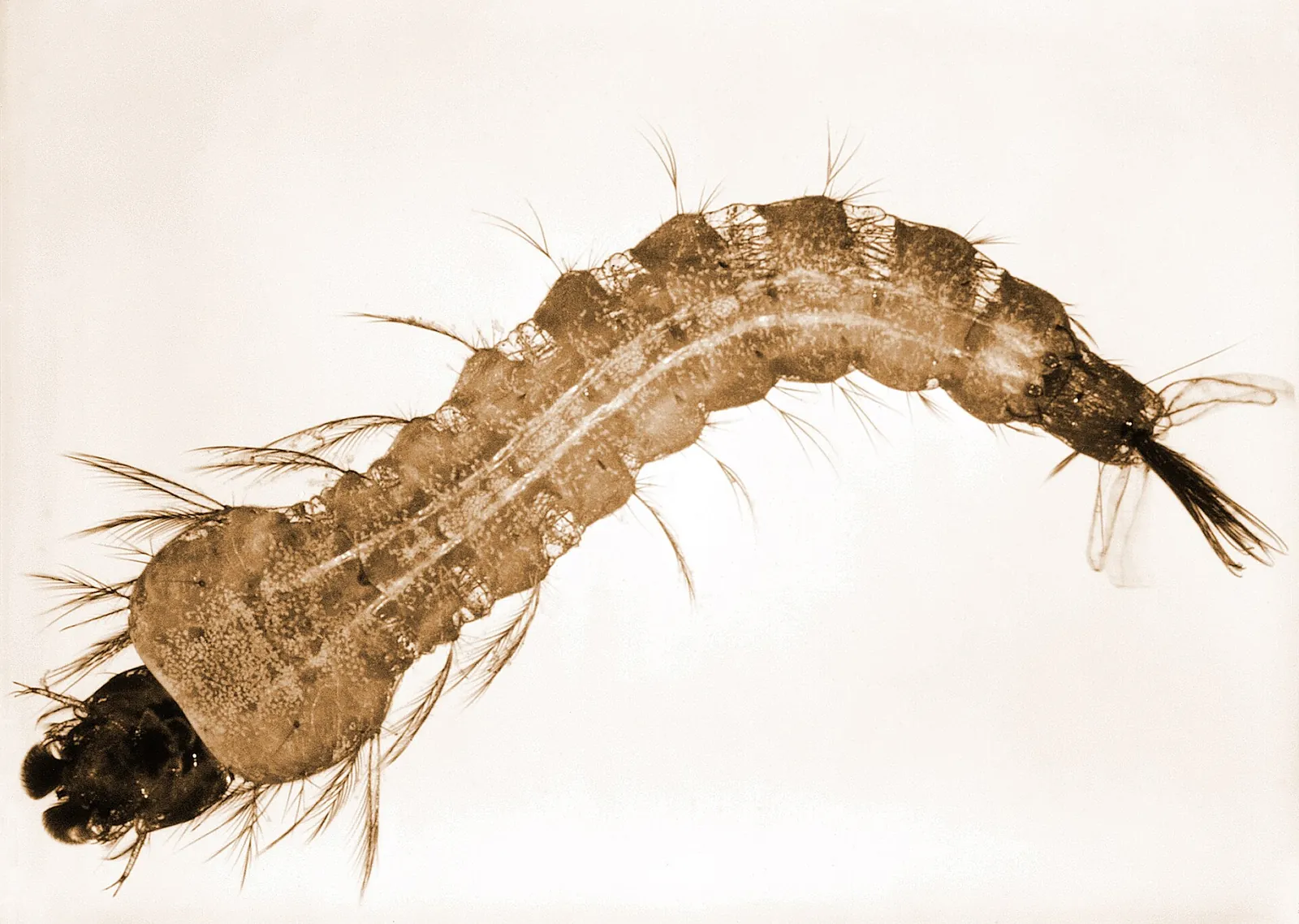 Anopheles mosquito larva lying flat along the water surface, one of the aquatic stages a Hoover, AL yard survey looks for
