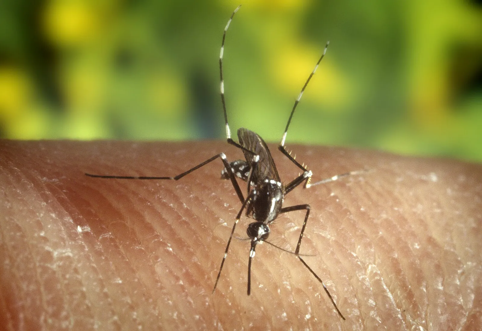 Adult Aedes albopictus mosquito at rest, the container-breeding species driving backyard bite pressure in Huntsville, AL