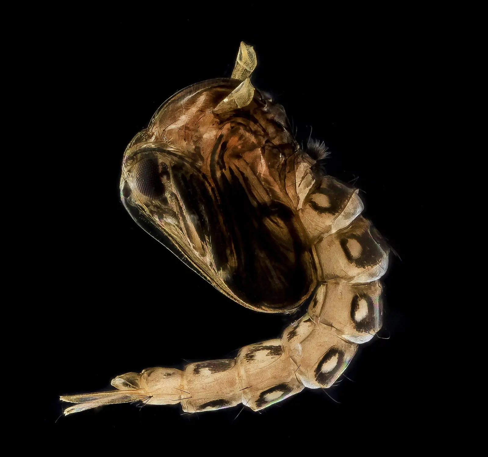 Mosquito pupae in water, the last aquatic stage before adults emerge in Madison, AL yards