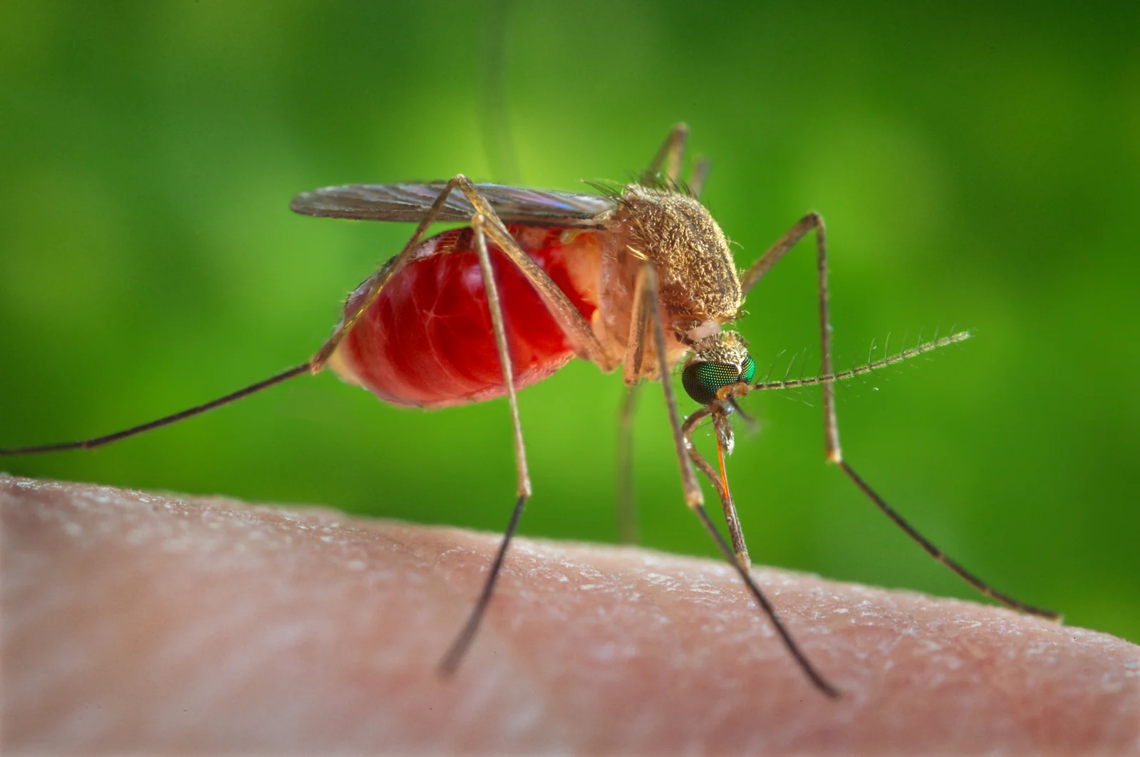 Southern house mosquito (Culex quinquefasciatus) engorged after feeding, the dusk biter that dominates Montgomery, AL yards