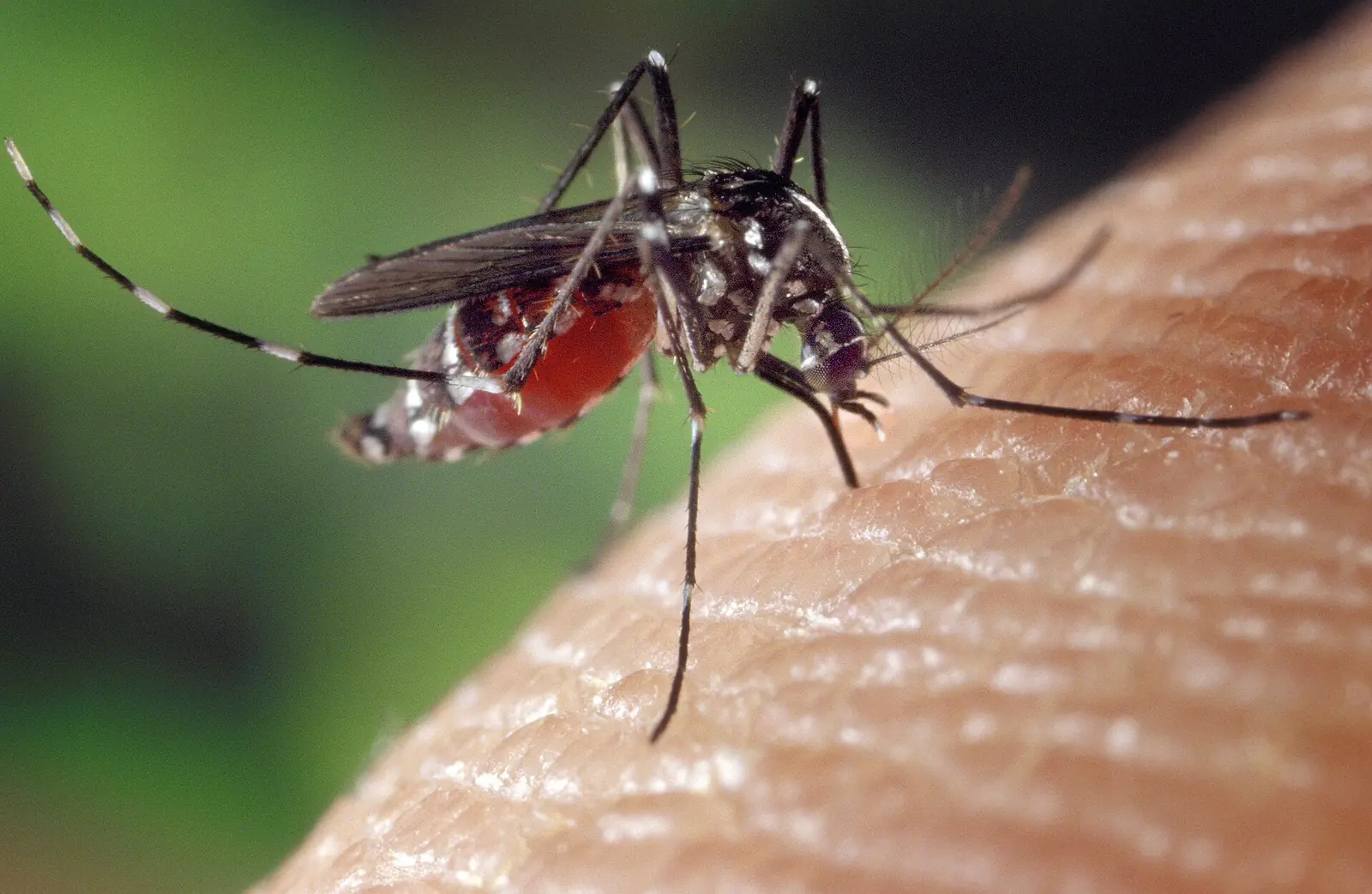 Asian tiger mosquito (Aedes albopictus) on human skin, the striped daytime biter common in shaded Prattville, AL yards