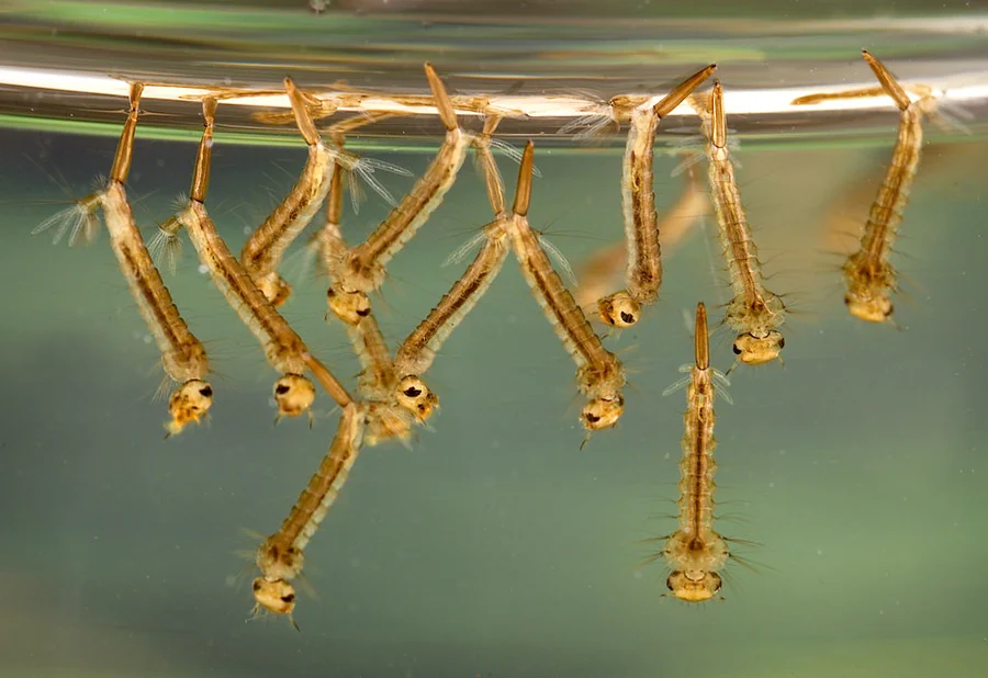 Culex mosquito larvae hanging at the water surface, the breathing posture that identifies an active breeding site in Tuscaloosa, AL