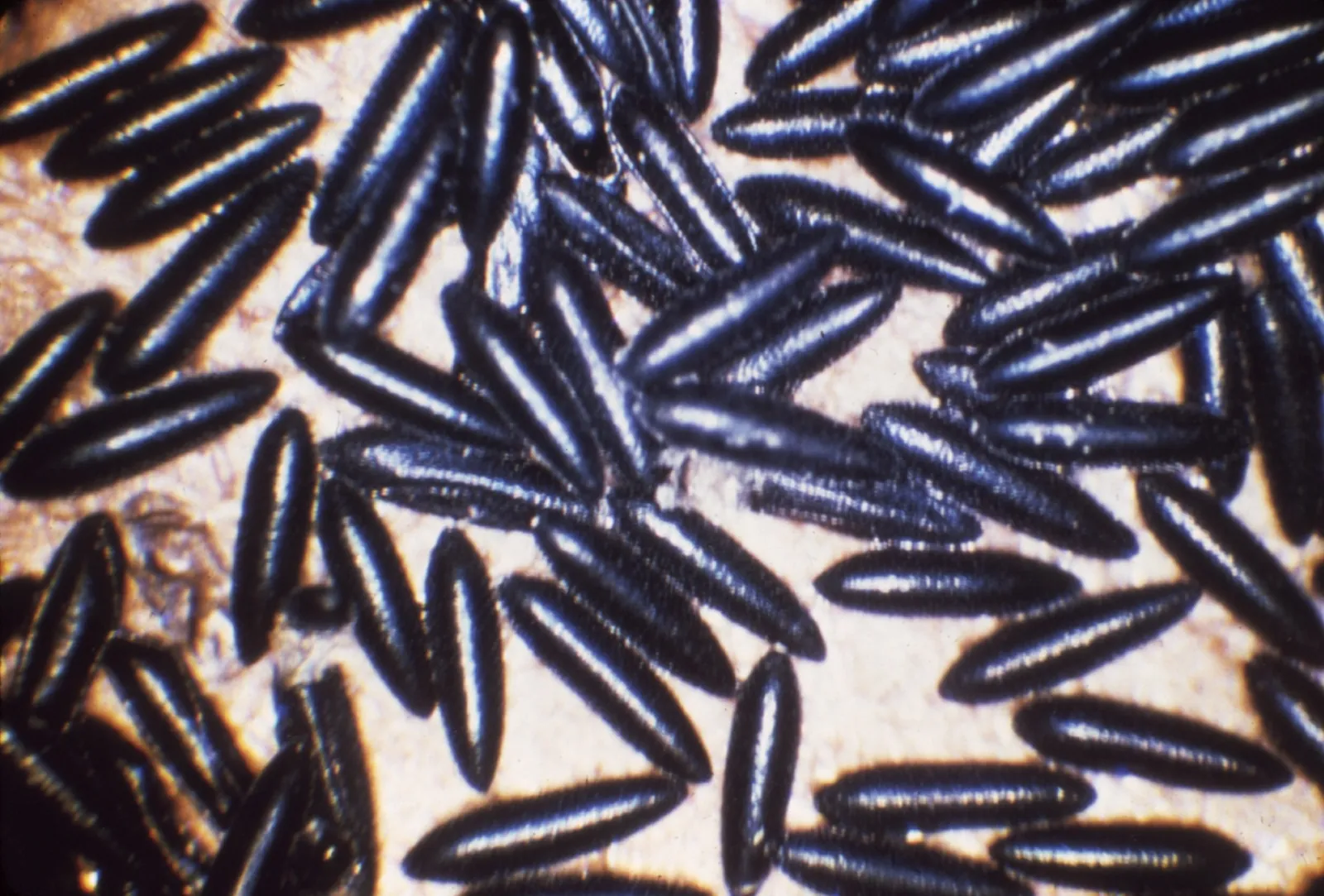 Macro view of Aedes aegypti mosquito eggs, the container-laid stage that restarts Gulf Coast mosquito pressure after every rain
