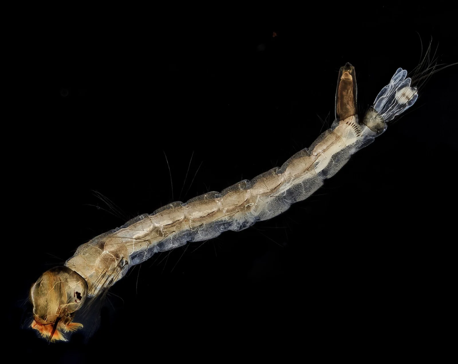 Mosquito larvae suspended in standing water, the stage that turns a neglected Muscle Shoals, AL container into a biting-adult hatch