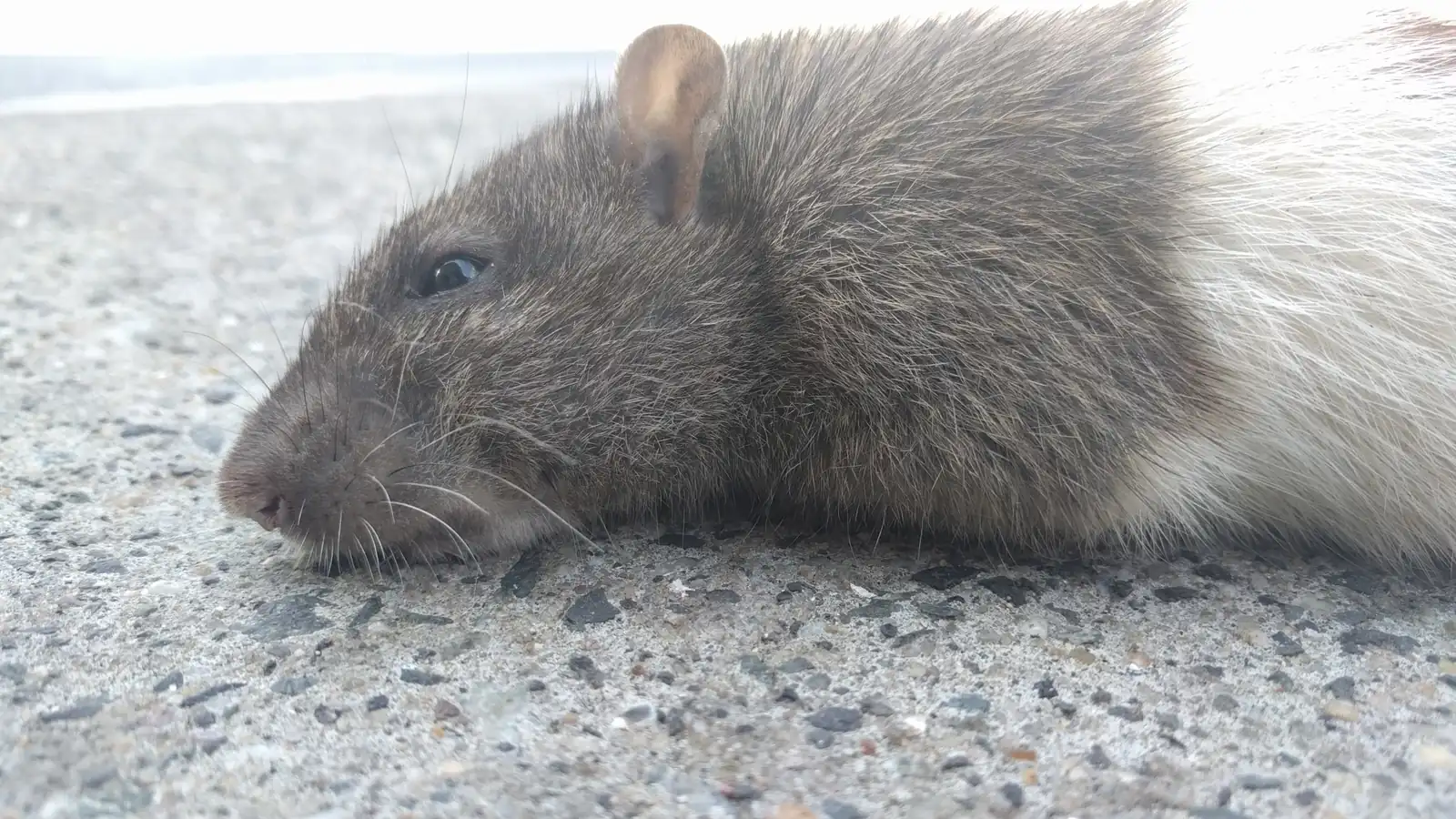Adult Norway rat (Rattus norvegicus), the ground-burrowing rodent species covered in this coastal Alabama guide