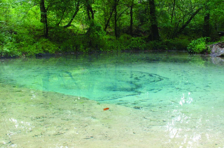 Clear spring in the Conecuh National Forest near Brewton, Alabama — the high water table under the town’s century-old heart-pine houses