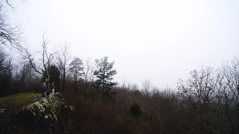 Oak Mountain woodland in Shelby County near Chelsea, AL, the tree-line edge that pushes pests toward nearby homes