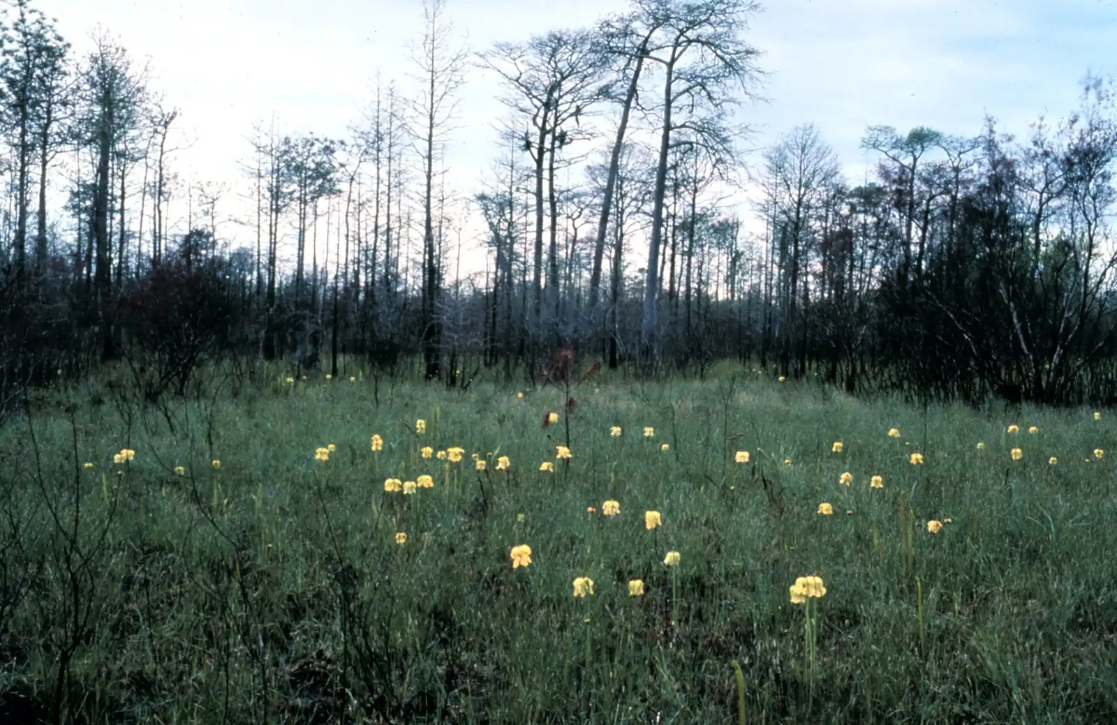 Coastal marsh and pine flatwoods at the Grand Bay reserve in Mobile County, Alabama