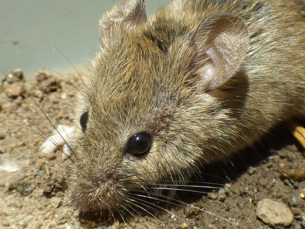 Close view of a house mouse, the small rodent that overwinters in Jasper, AL wall voids and attics