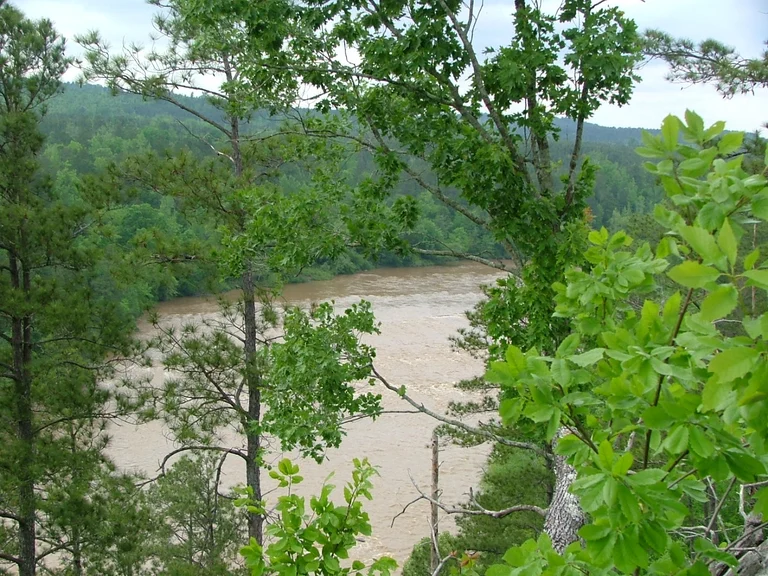 Wooded bank of the Cahaba River near Leeds, Alabama — the damp river-corridor soil under the town’s early-1900s mill cottages