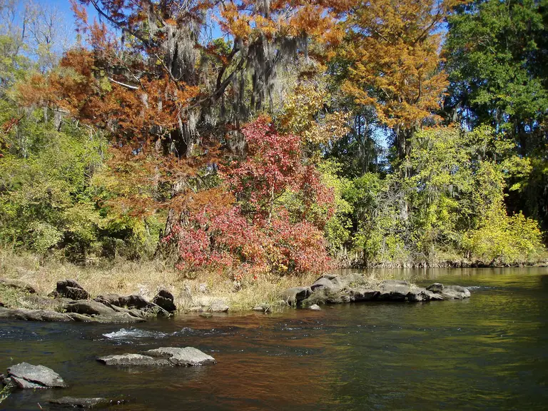Fall color along the Coosa River in Elmore County, Alabama — the river-corridor cover that pushes field rodents into Millbrook’s newer subdivisions