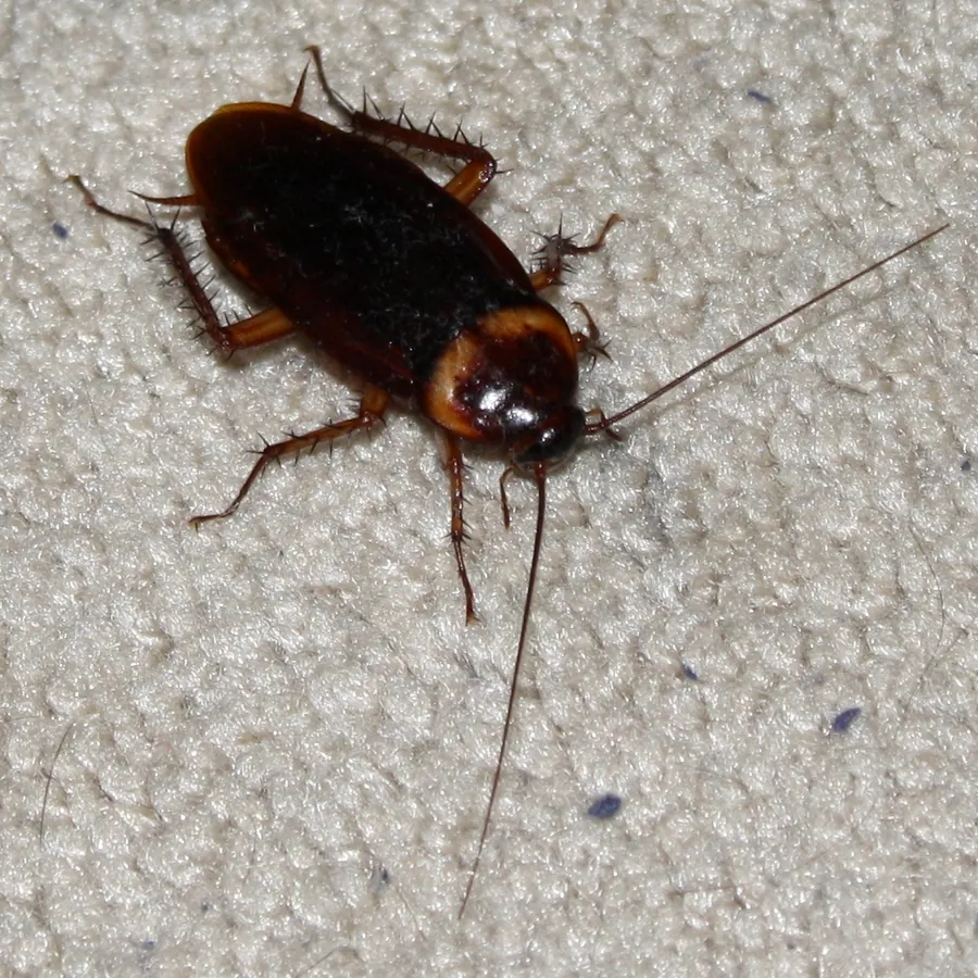 American cockroach on a concrete surface, the large storm-sewer roach that turns up in Montgomery, AL homes on humid nights