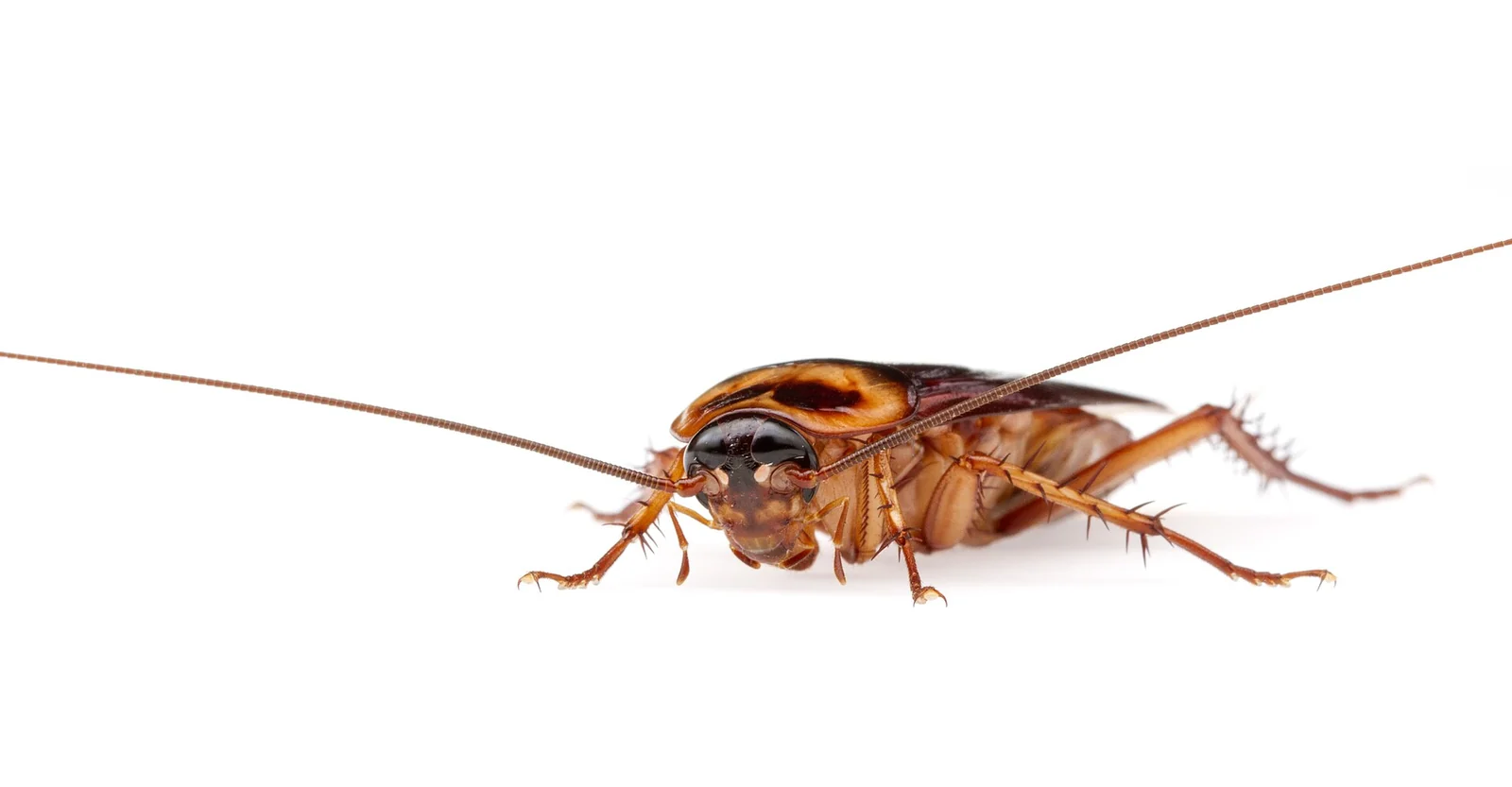 Adult American cockroach in profile, the palmetto bug most often reported inside Phenix City, AL homes