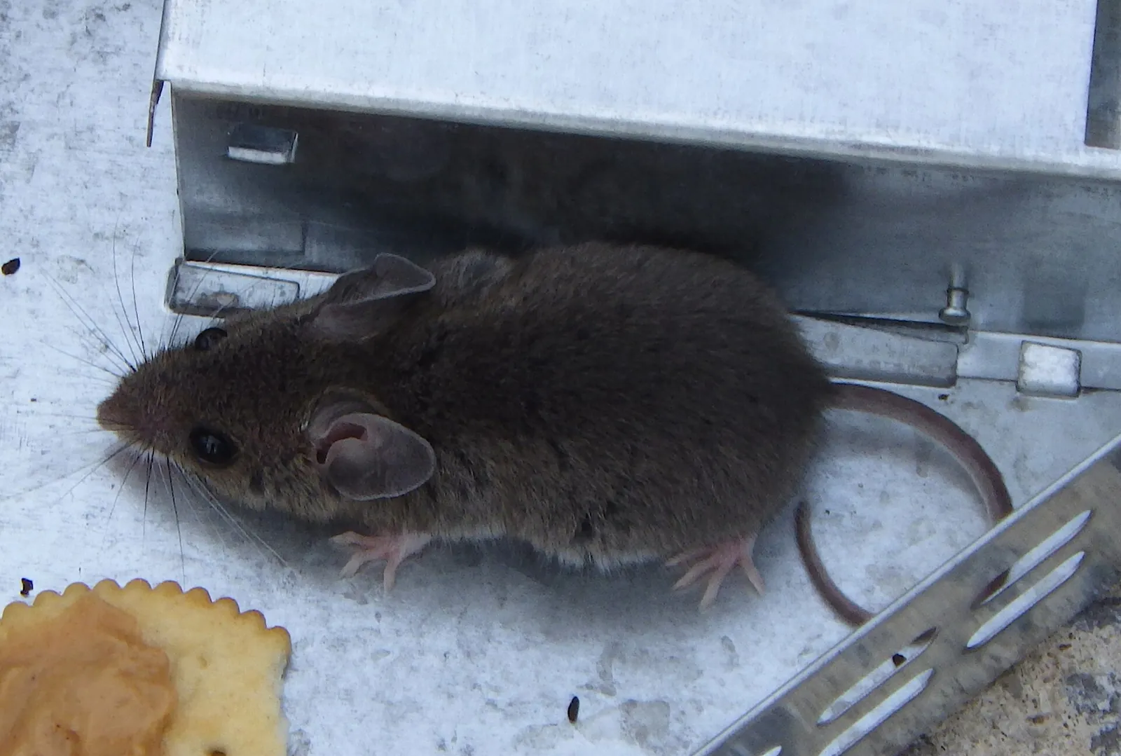 House mouse beside a metal entry gap, the kind of seam that lets plateau-edge mice into Scottsboro, AL attics each fall
