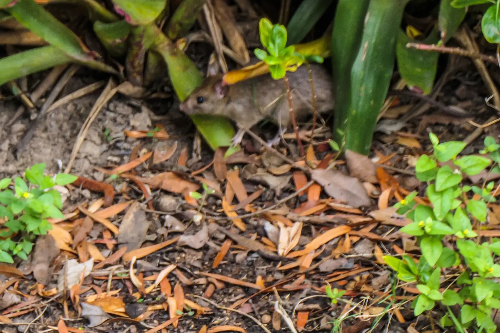 Norway rat (Rattus norvegicus) in ground cover, the burrowing rat that moves from yards into Selma, AL crawlspaces