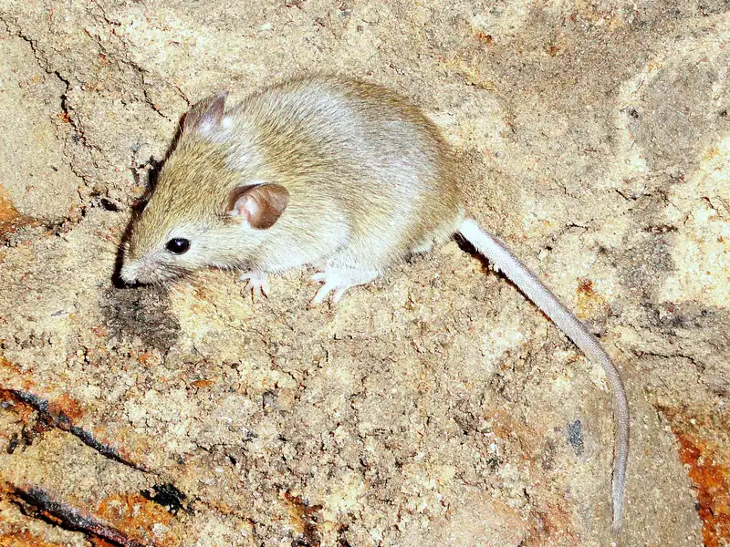 House mouse on stone at a foundation edge, the approach route into Talladega, AL homes when nights cool