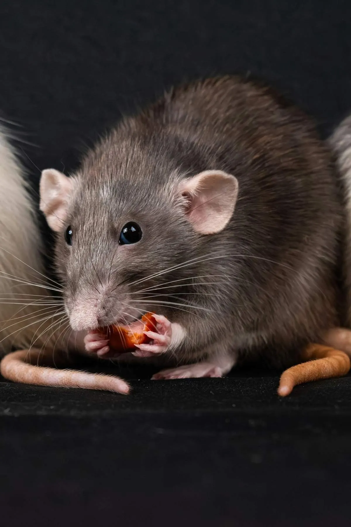 Rats feeding — roof rat infestation pressure in coastal Mobile and Baldwin County, Alabama