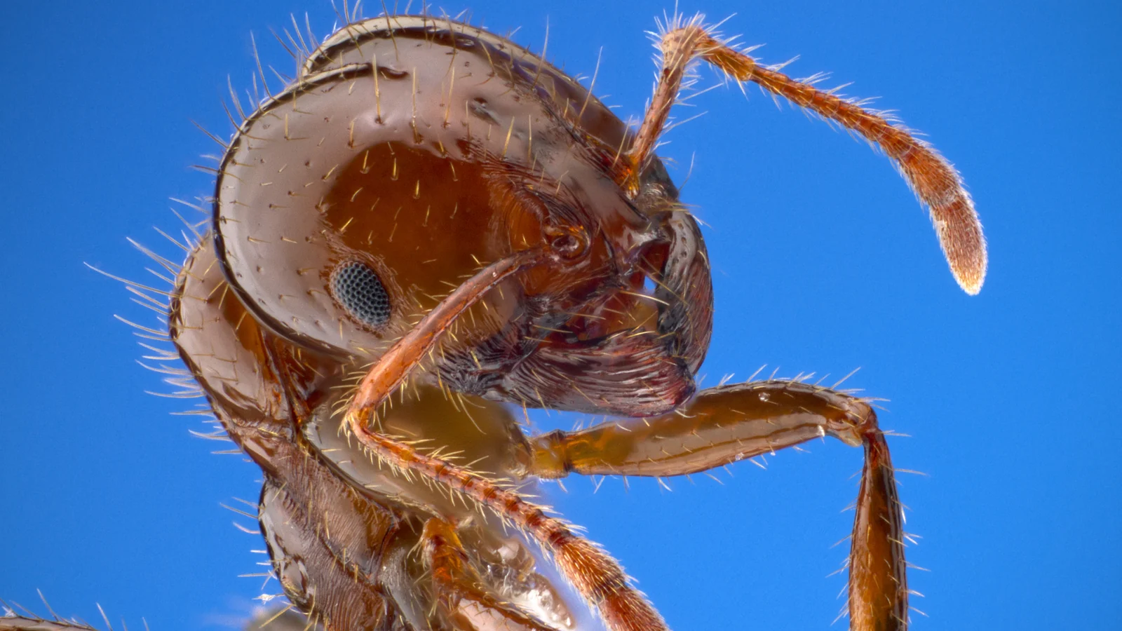 Red imported fire ant worker (Solenopsis invicta), the species that entered the United States through the Port of Mobile, AL