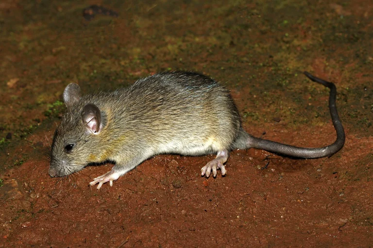 House rat on bare ground beside a foundation — the commensal rodent Huntsville, AL exclusion work is built around