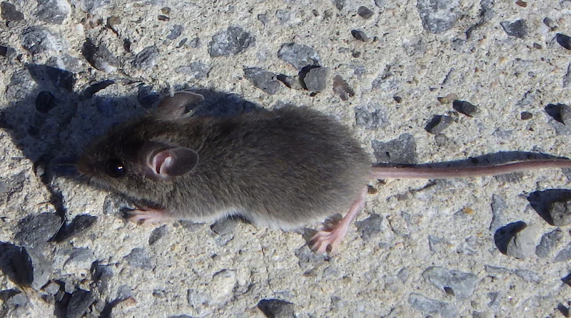 House mouse close-up, the species behind most new-construction rodent calls in Madison, AL subdivisions