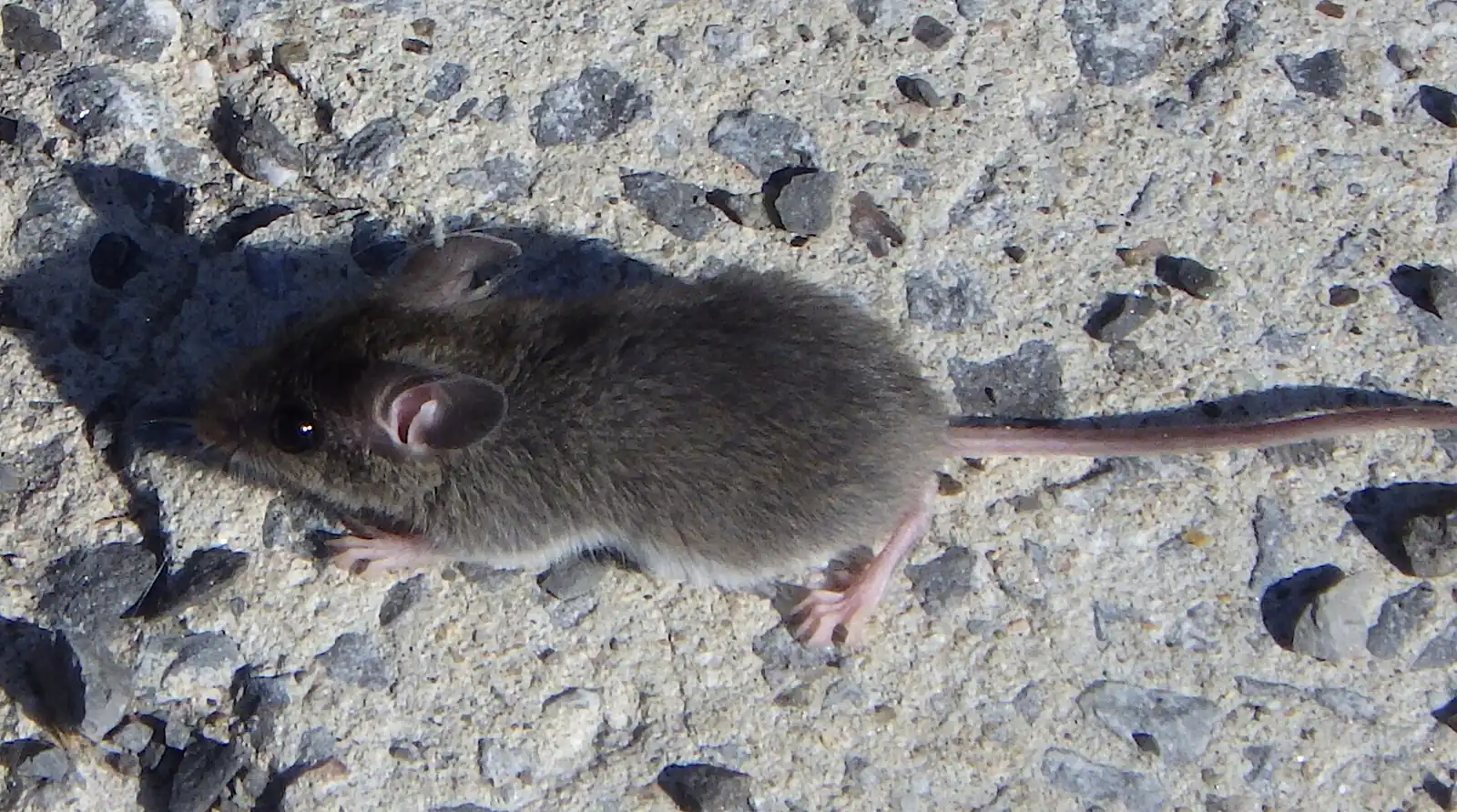 House mouse (Mus musculus) on gravel — the species behind most residential rodent calls in Mobile, Alabama