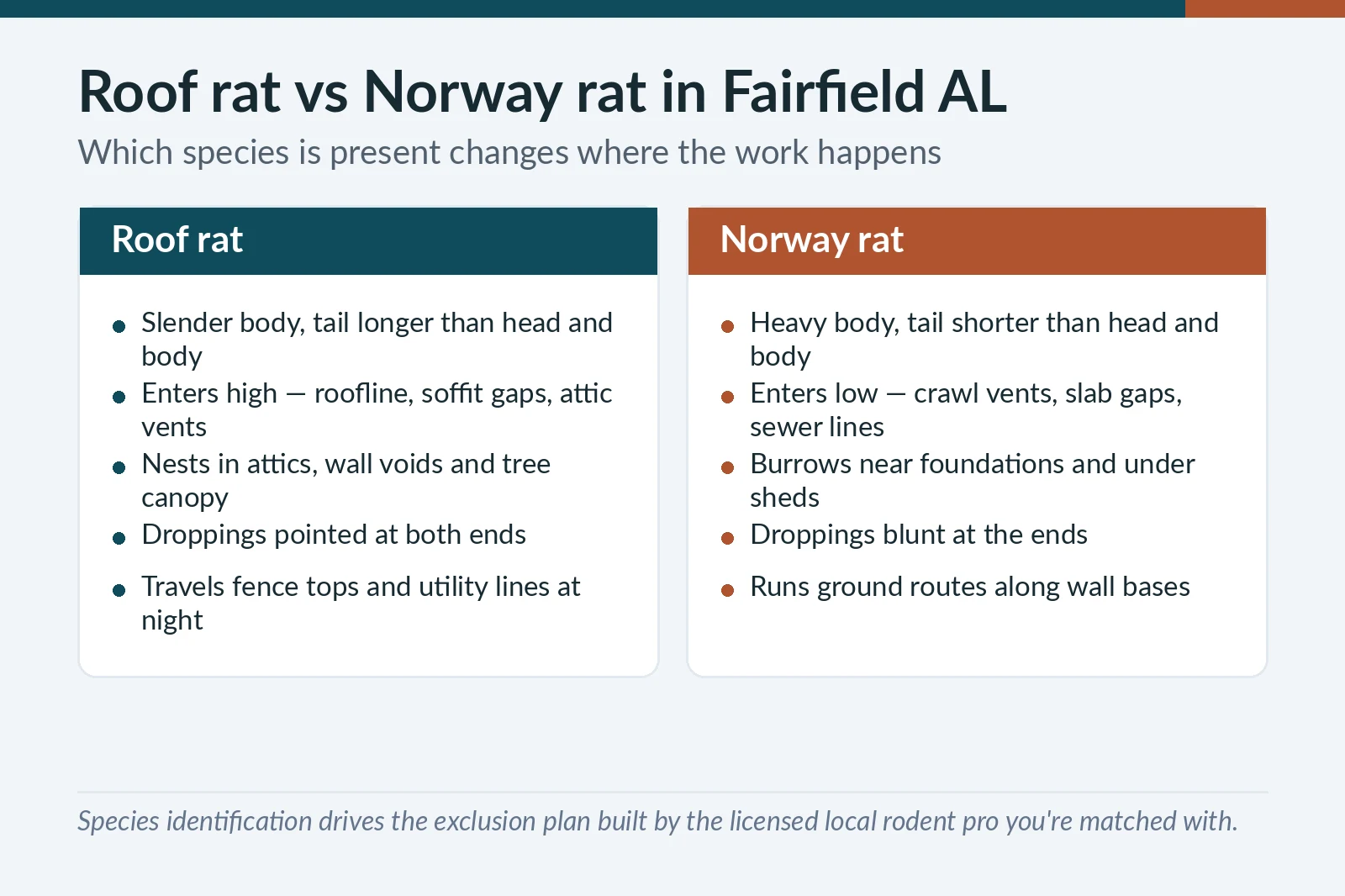 Roof rat versus Norway rat comparison chart for Fairfield, AL — body shape, entry height, nesting habit and droppings