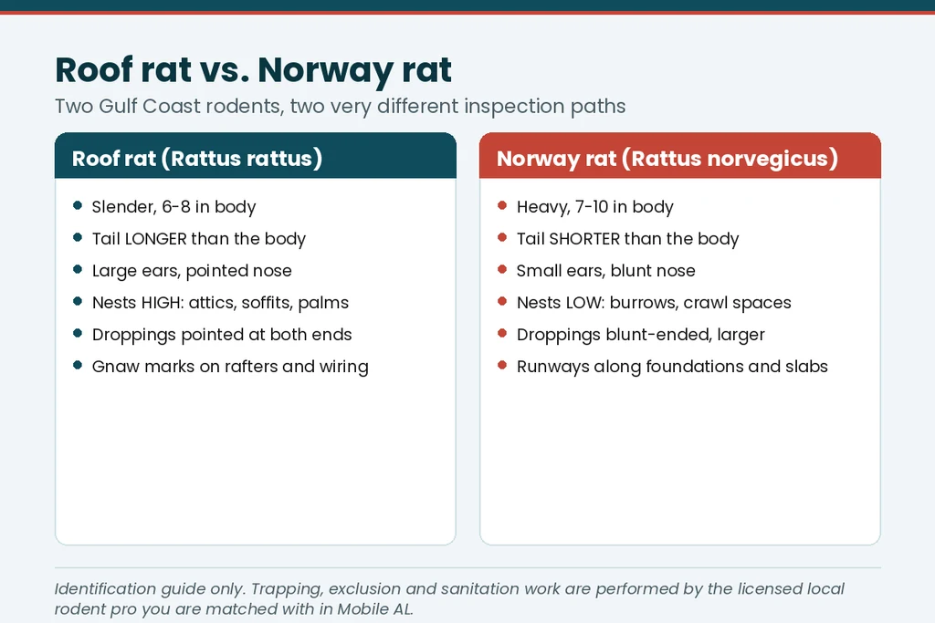 Comparison chart of the roof rat and the Norway rat for Mobile AL homeowners — body, tail, ears and nesting height