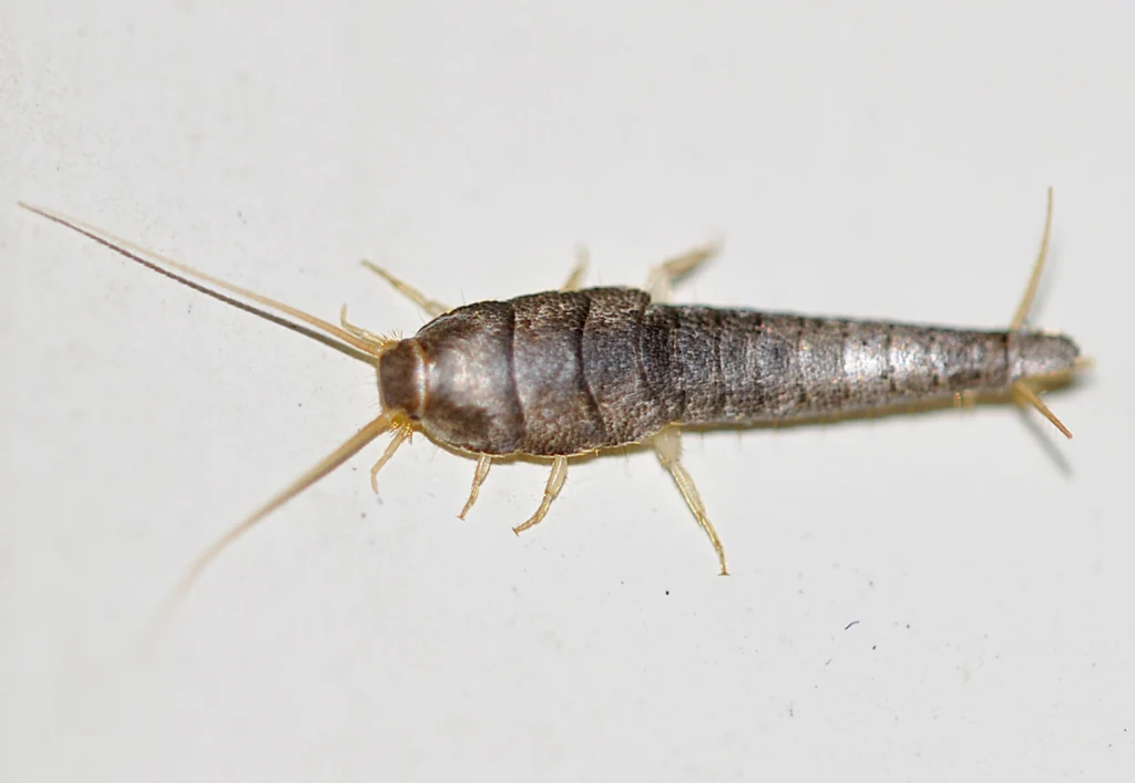 Silverfish on a pale surface — the humidity-driven pest that turns up in Mobile AL bathrooms, closets and storage boxes