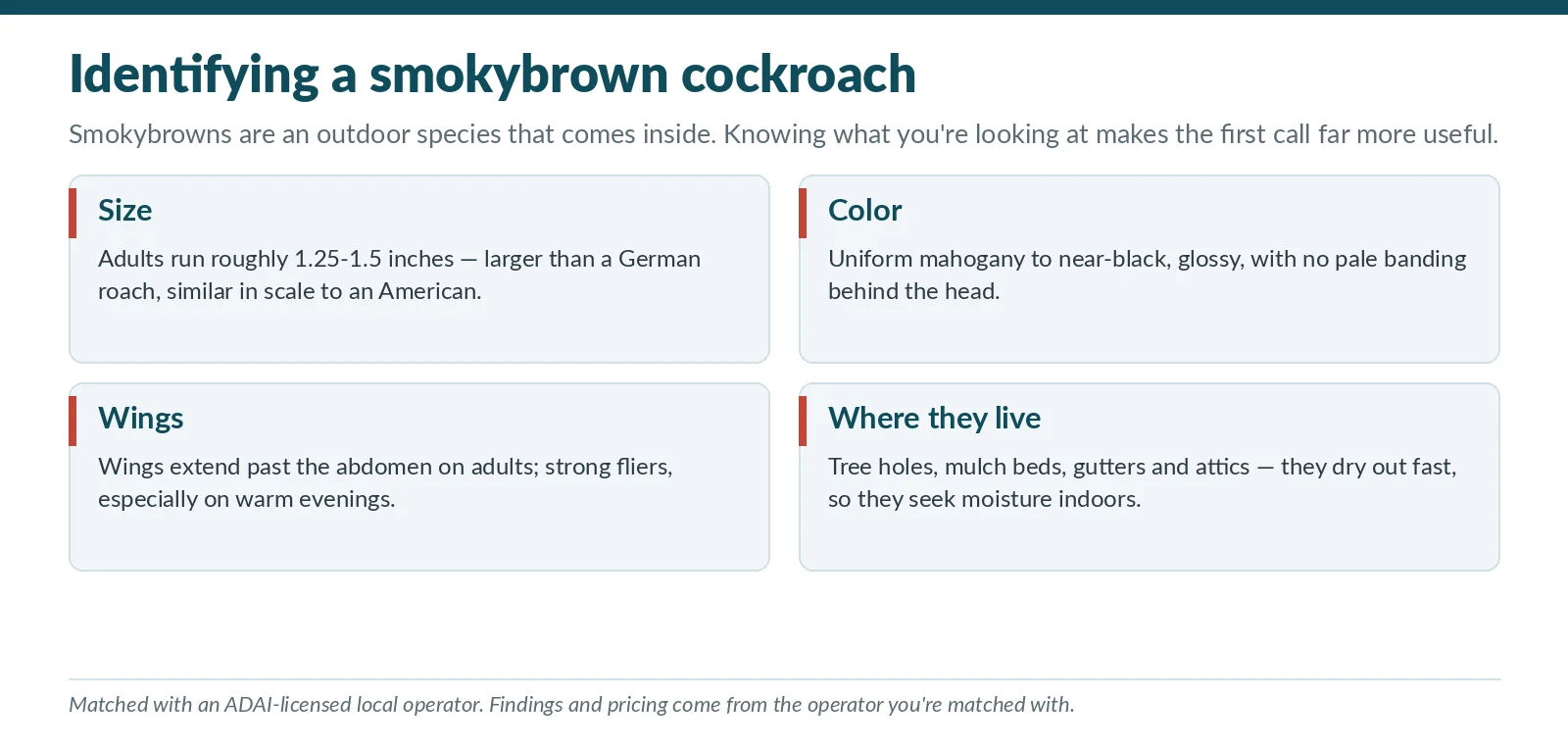 Smokybrown cockroach identification chart for Mobile, Alabama showing adult size, uniform mahogany color, wing length and outdoor harborage