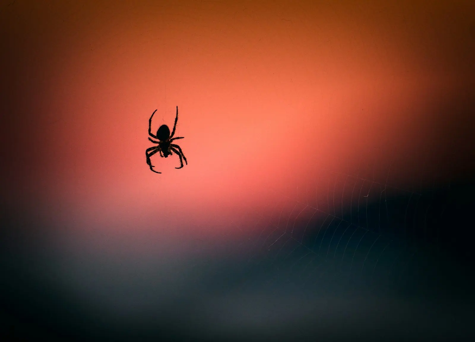 Spider silhouette — wolf spider identification and spider control in Mobile, Alabama