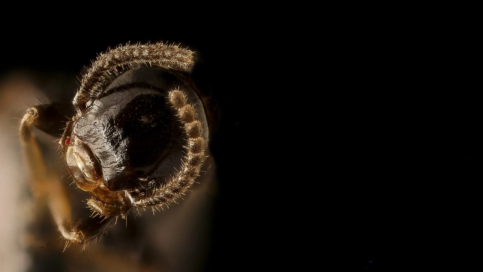 Winged termite swarmer of the kind homeowners spot in Mobile, Alabama before an inspection