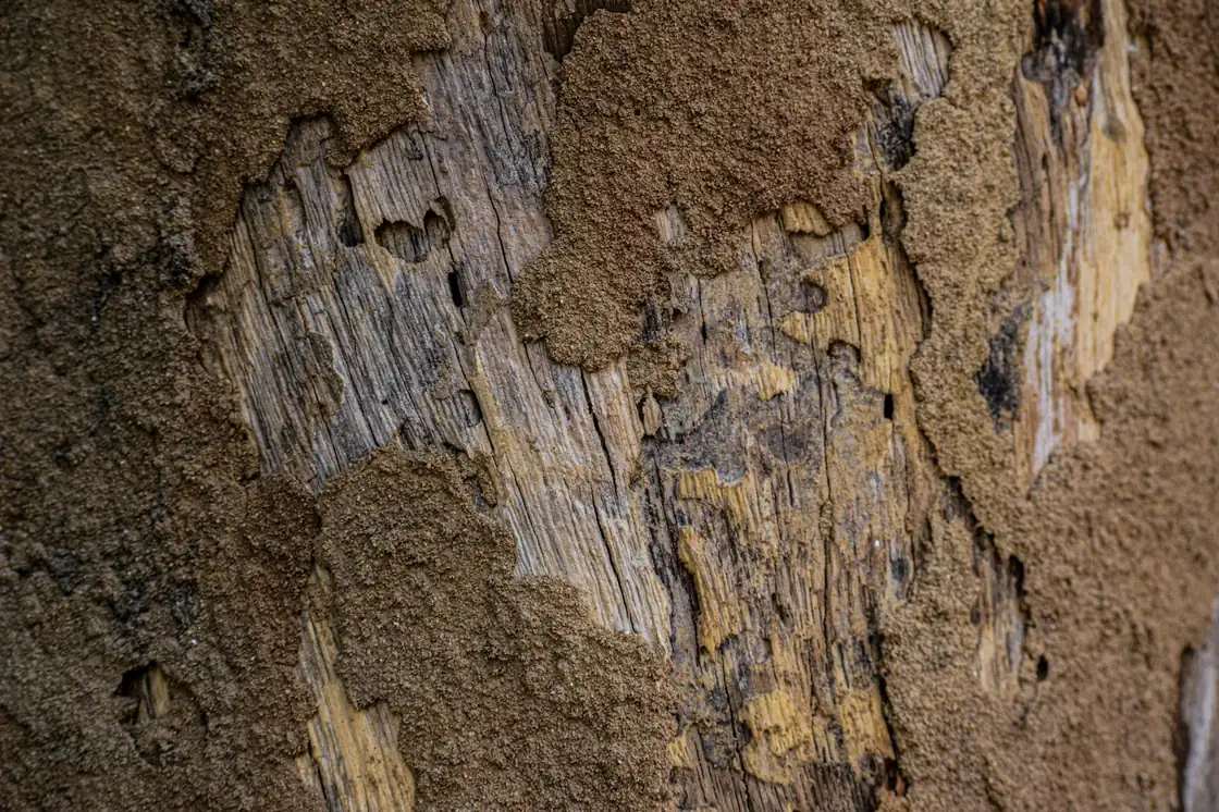 Close-up of termite damage on wood — Formosan and subterranean termite control Mobile AL