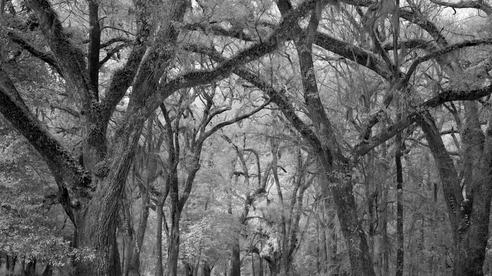 Live oak avenue at Historic Blakeley near Spanish Fort, Alabama, where shade and soil moisture sustain termite activity