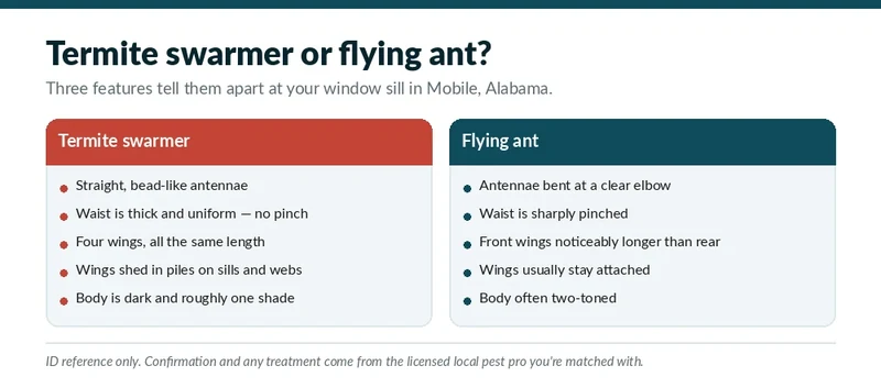 Termite swarmer versus flying ant identification chart for Madison, AL homeowners checking spring swarm season