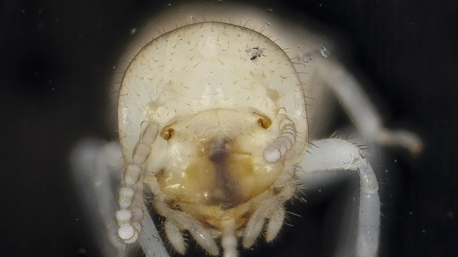 Close-up of a subterranean termite worker, the caste that damages wood in Mobile, Alabama homes
