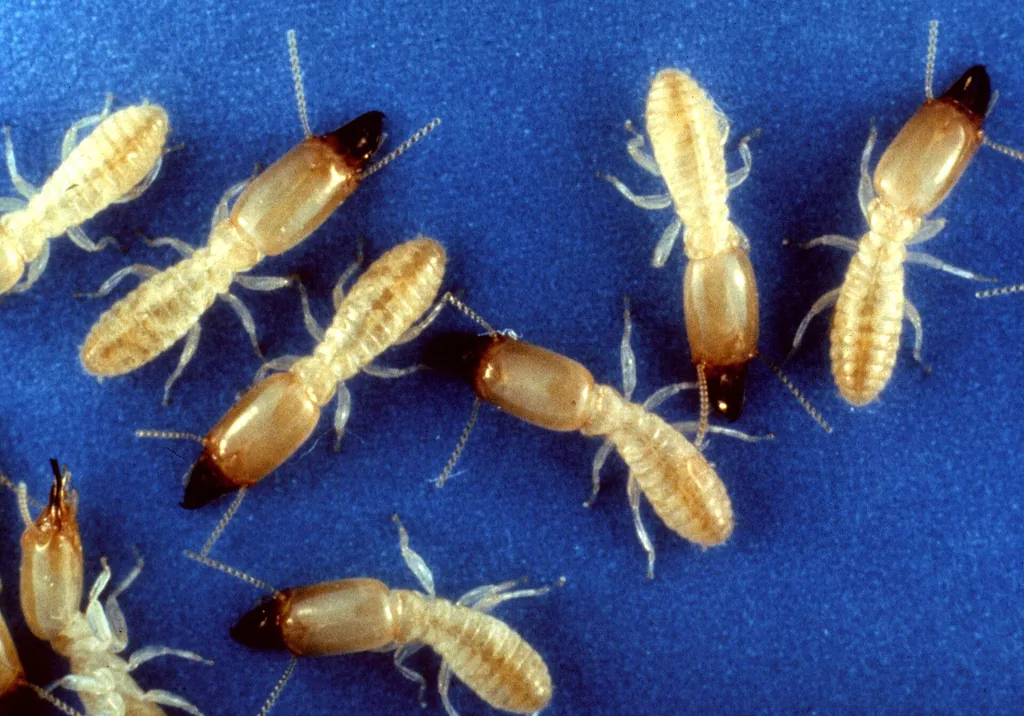 Eastern subterranean termite workers exposed in wood — the colony evidence the licensed local termite pro you're matched with prices treatment around in Mobile AL