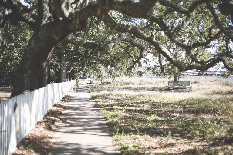 Live oak canopy over a shell path in Fairhope, Alabama — the shaded, damp Baldwin County ground that keeps subterranean termite pressure steady
