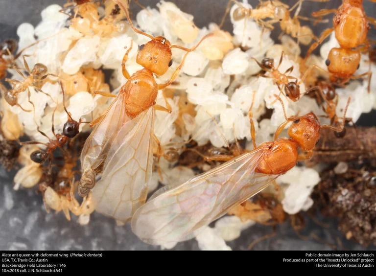Winged ant alate with unequal wing pairs — the spring windowsill ID question Madison AL homeowners face during north Alabama swarm season