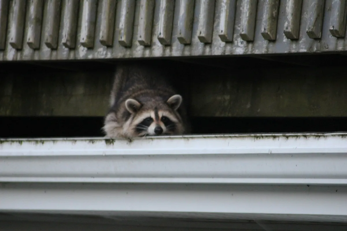 Raccoon in a residential setting — wildlife removal in Mobile and Baldwin County, AL