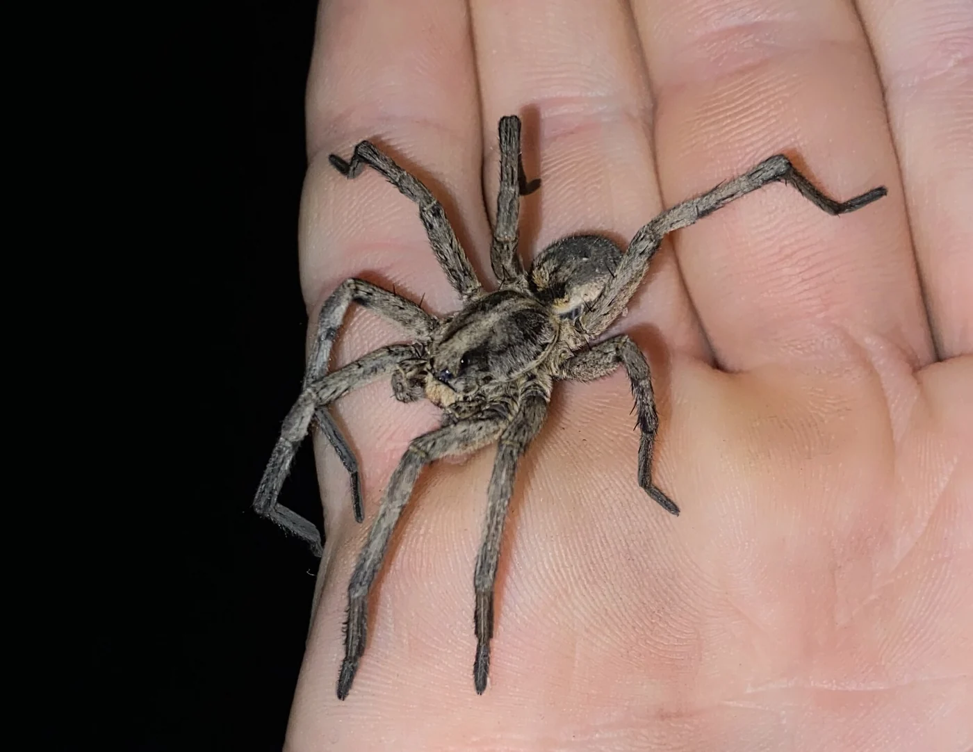 Carolina wolf spider shown against a hand for scale — the large, fast-moving hunter Mobile AL homeowners mistake for a brown recluse